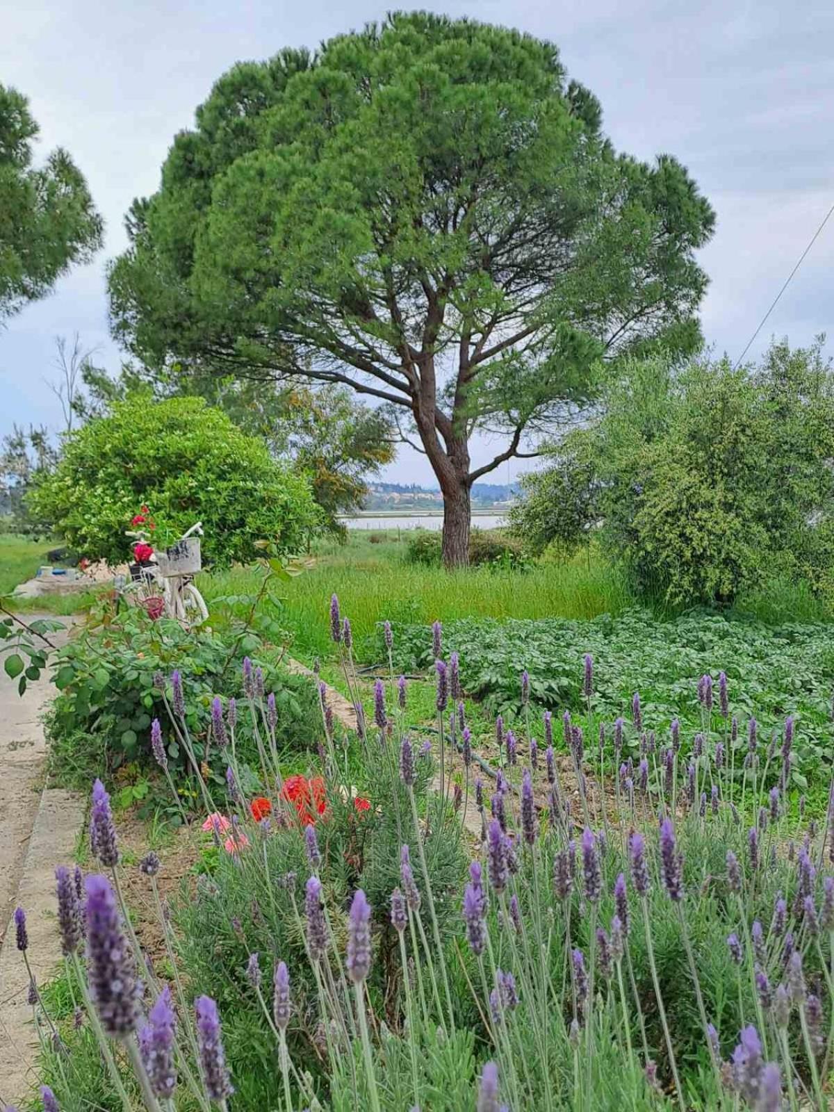 Corfu Lakeside Cottage 卡诺尼 外观 照片